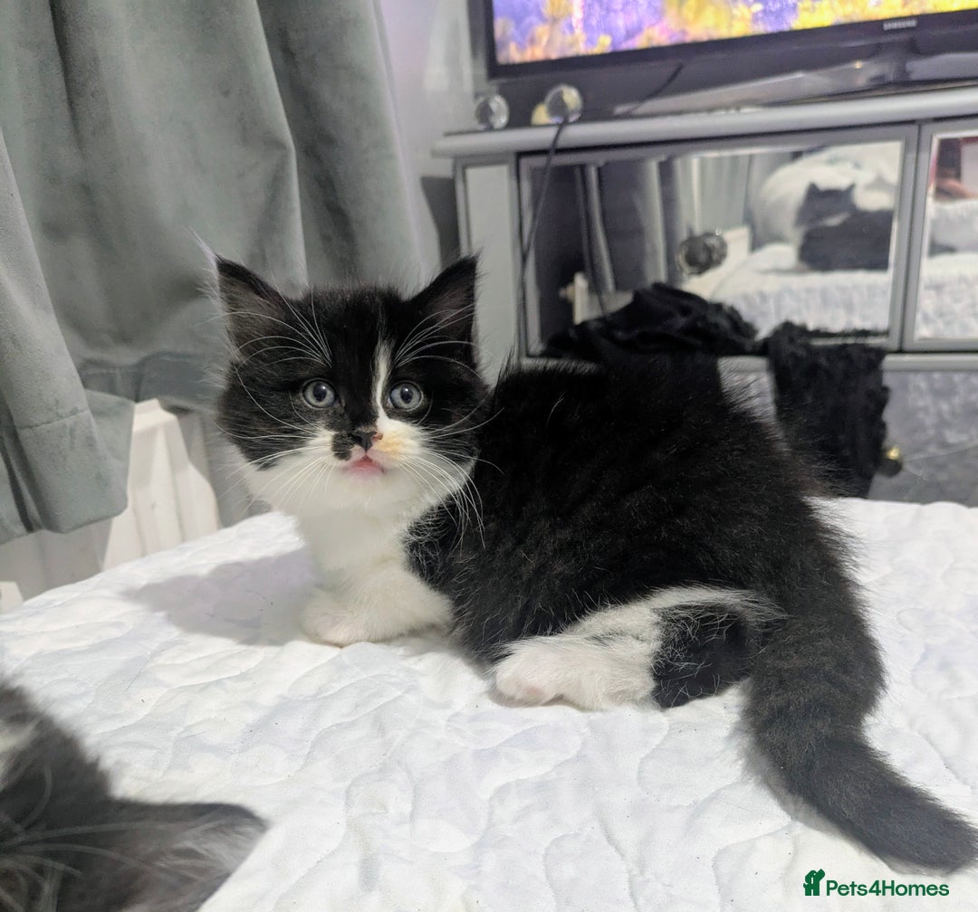Mixed Breed cats for sale: Maine coon cross kittens ready now 🩵 - Image 3