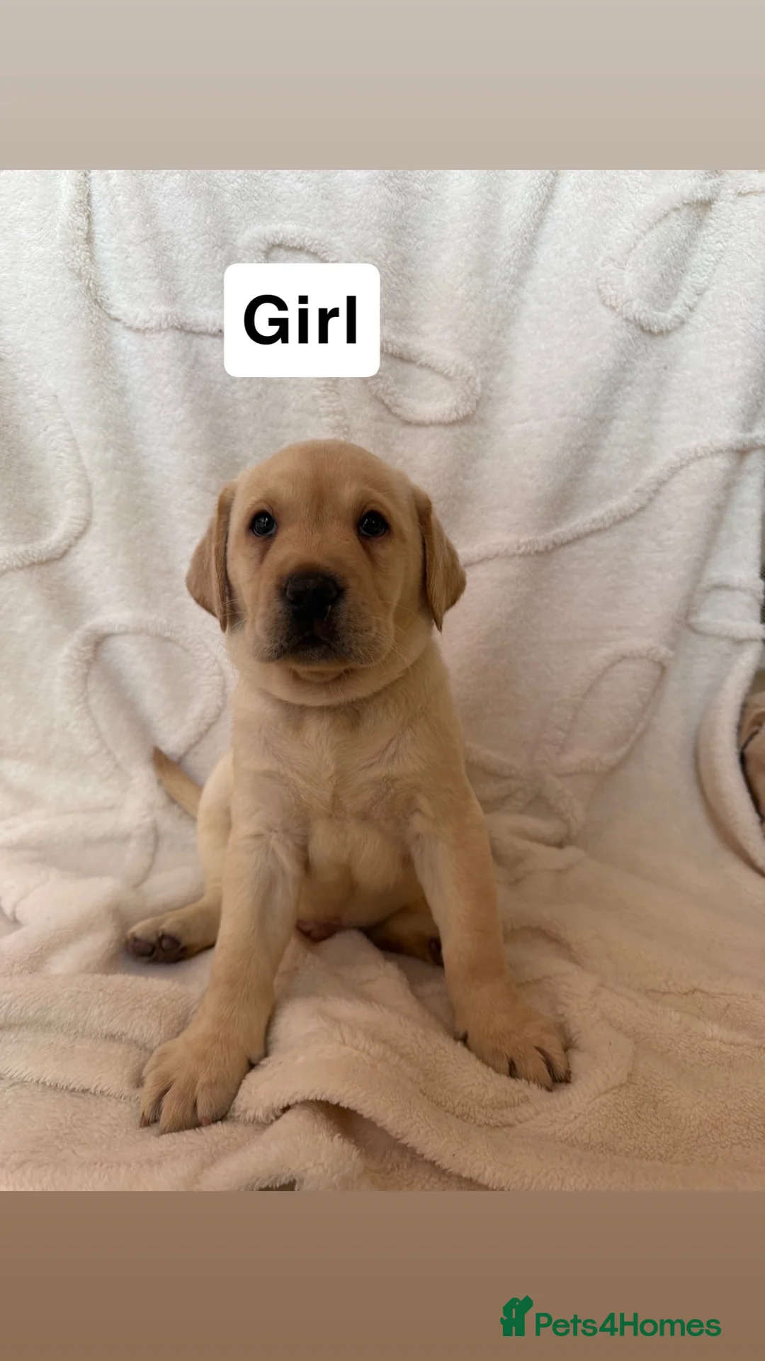 Labrador Retriever dogs for sale: Labrador puppys - Advert 1