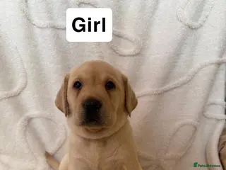 Labrador Retriever dogs Labrador puppys - Advert 17