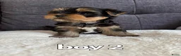 Yorkshire Terrier dogs for sale: Outstanding Pedigree Yorkshire Terrier Puppies ❤️ - Advert 3