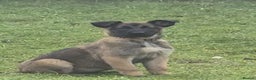 Belgian Shepherd Dog dogs for sale: Belgian malinois - Advert 2