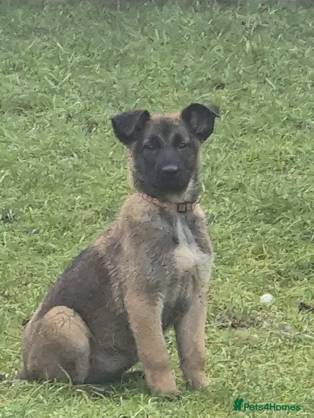 Belgian Shepherd Dog dogs for sale: Belgian malinois - Advert 2