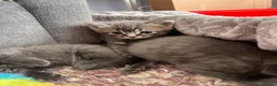 Ragdoll cats for sale: Beautiful Ragdoll cross kittens for sale  - Advert 9