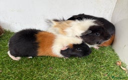 Guinea Pig rodents for sale: Female baby guinea pigs  - Image 5