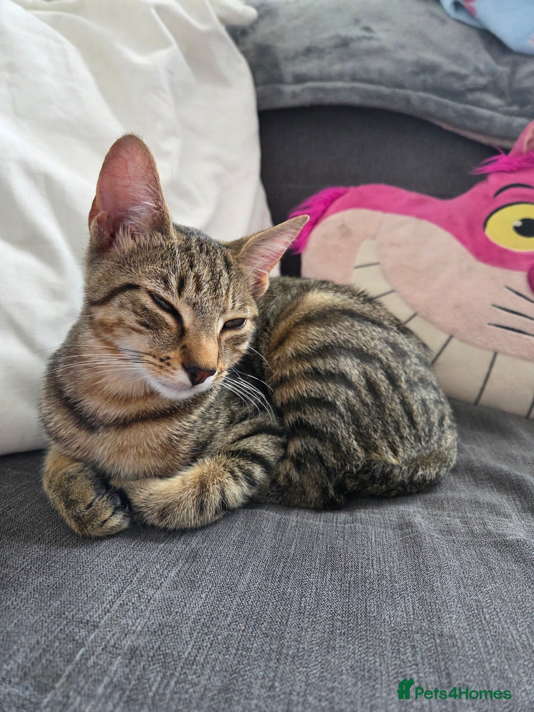 Mixed Breed cats for sale: Male Kitten - Image 2
