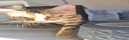 Bengal cats for sale: 🐆 Bengal Cat Pair Looking for a Loving Home 🐆 - Advert 11