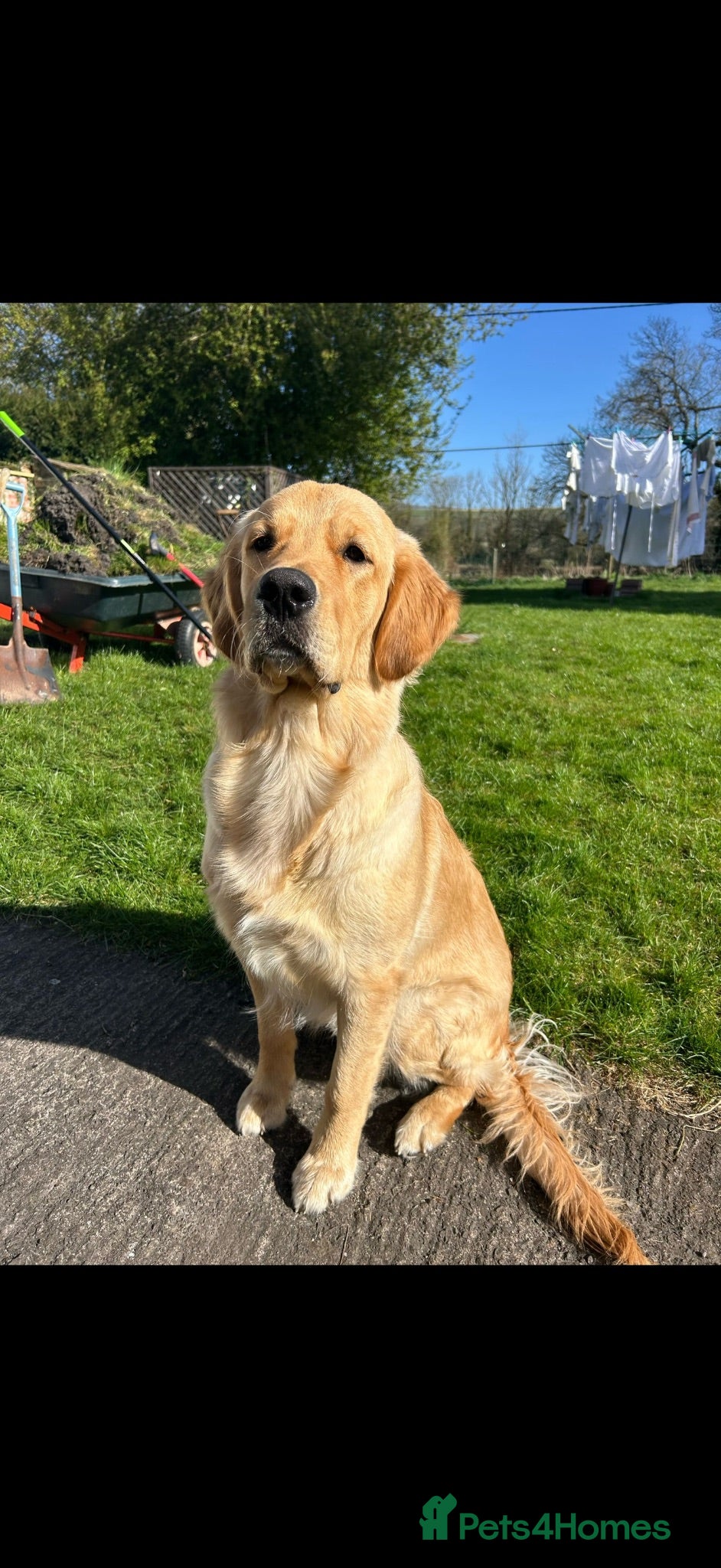Golden Retriever dogs Gorgeous golden retriever available for stud! - Advert 2