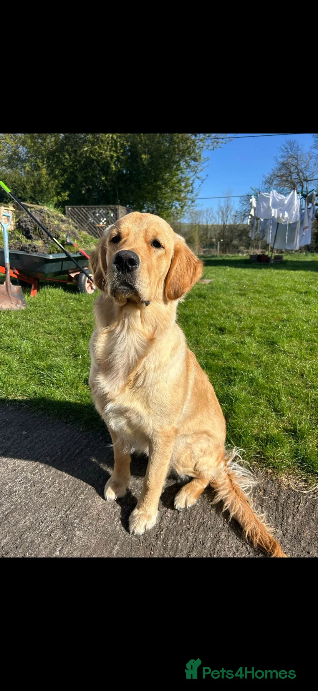Golden Retriever dogs for stud: Gorgeous golden retriever available for stud! in Romsey - Advert 2