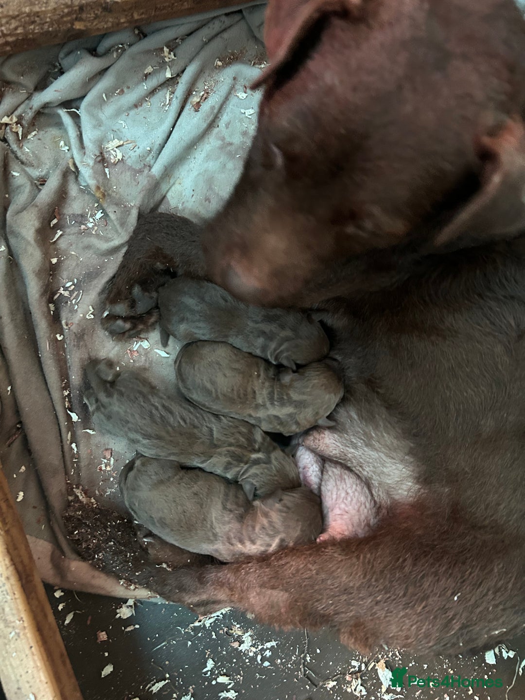 Patterdale Terrier dogs for sale: Patterdale terriers - Image 8