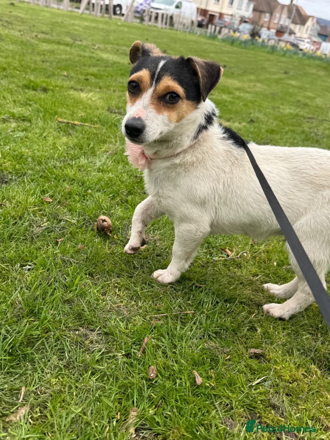 Jack Russell dogs for sale: Jack Russel 13 months old  - Advert 1