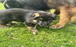 German Shepherd dogs for sale: German Shepherd Puppies KC registered - Image 18