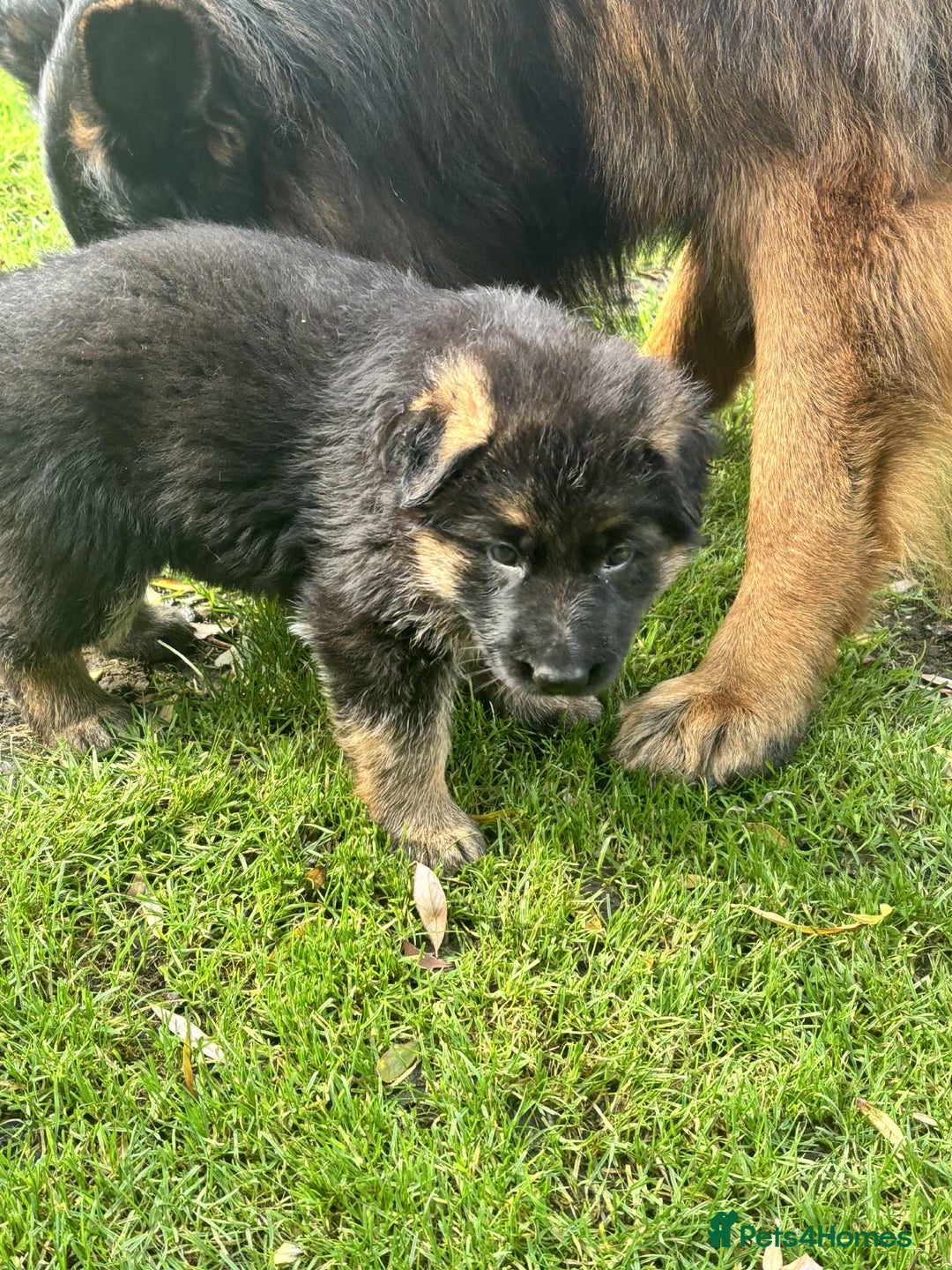 German Shepherd dogs for sale: German Shepherd Puppies KC registered - Image 18