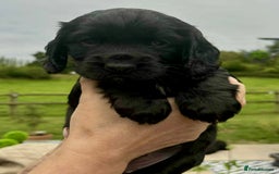 Cocker Spaniel dogs for sale: Cocker Spaniel Purebred Puppies Bitches available - Image 20