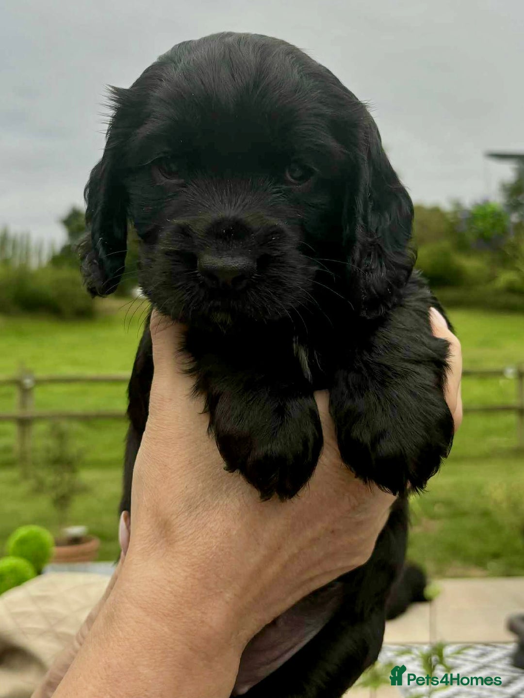 Cocker Spaniel dogs for sale: Cocker Spaniel Purebred Puppies Bitches available - Image 20