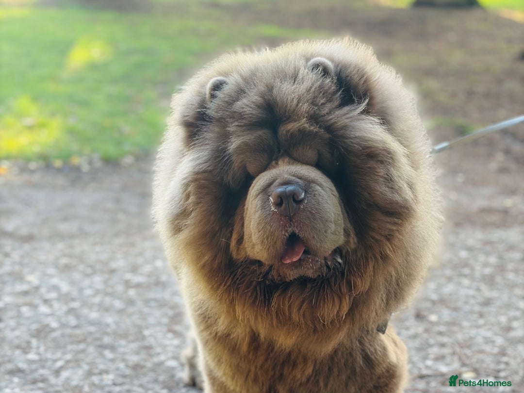 Chow Chow dogs for stud: Rare Lilac Chow Chow for stud 🦁 - Advert 6