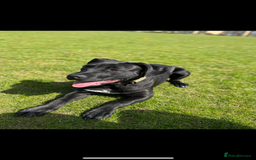Mixed Breed dogs for sale: Beautiful rocco - Image 7
