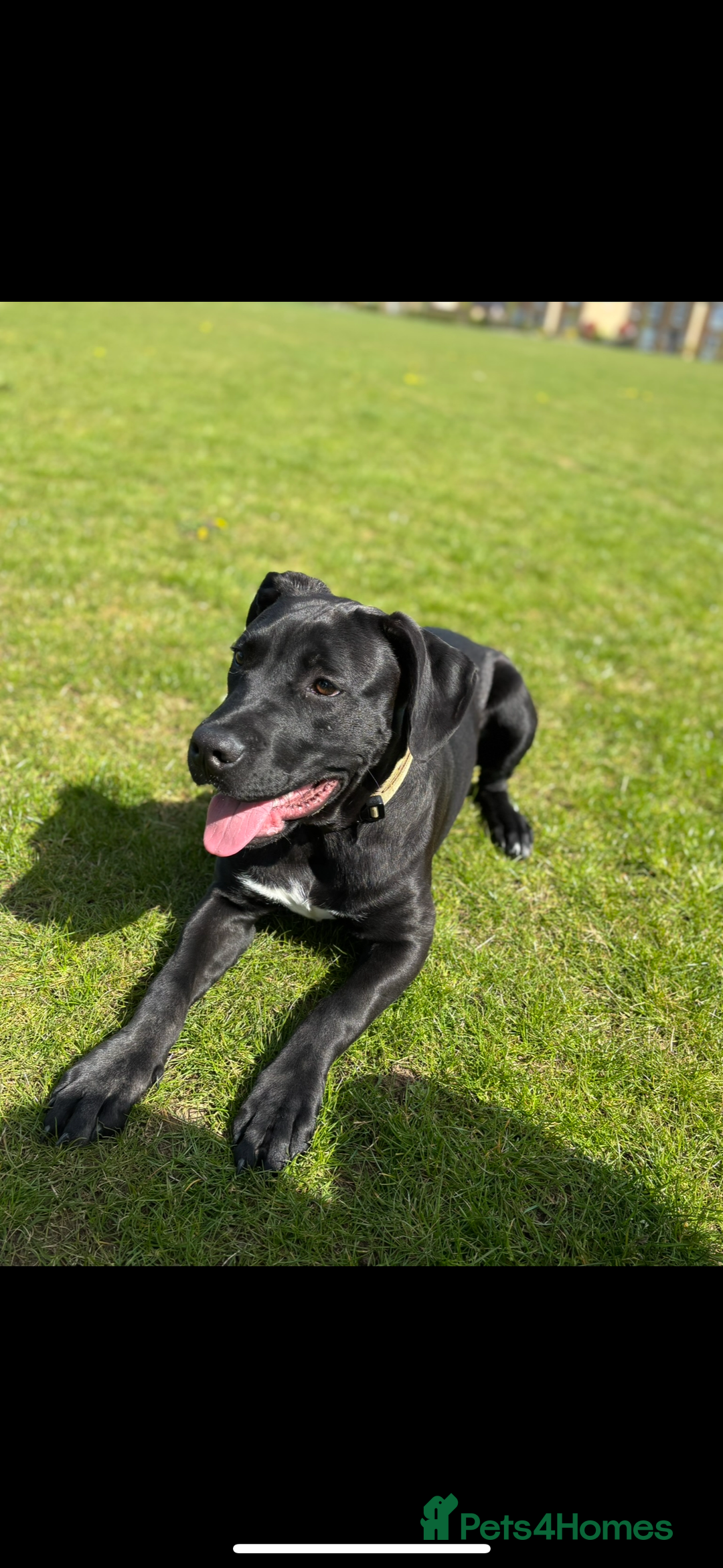 Mixed Breed dogs for sale: Beautiful rocco - Image 7