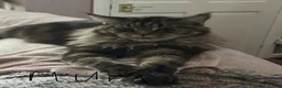 Maine Coon cats for sale: Mainecoon  - Advert 8
