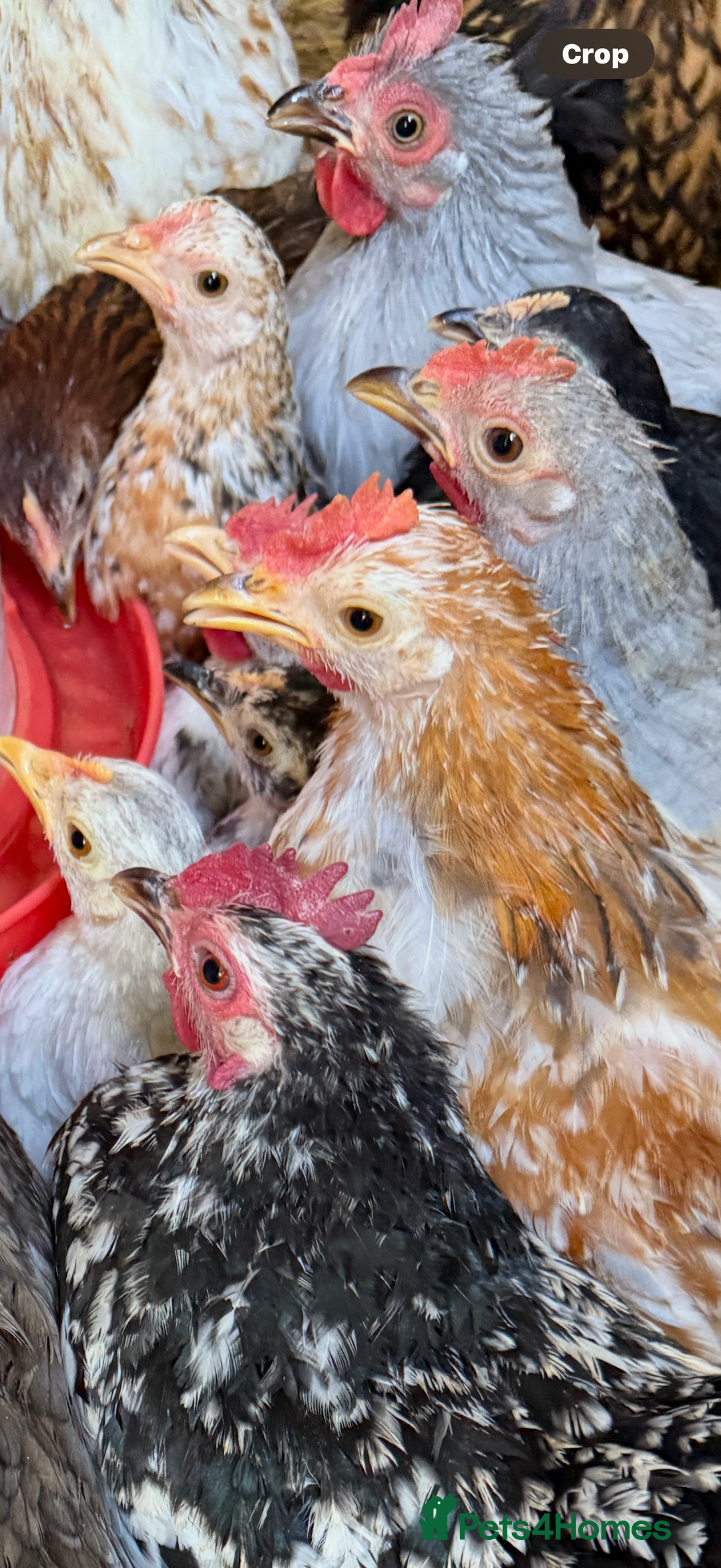 Chickens poultry for sale: Pekin bantams  - Image 2