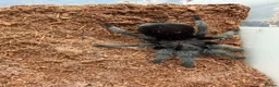 Mixed Breed invertebrates for sale: Tarantula and scorpion collection for sale - Advert 9