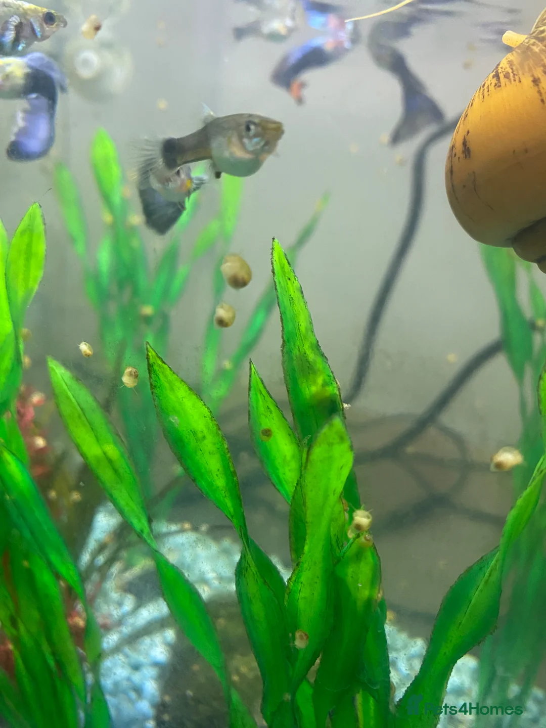 Snails fish for sale: Golden apple snails - Advert 2
