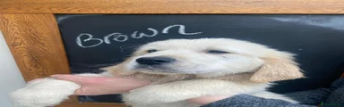 Golden Retriever Puppy 4