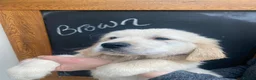Golden Retriever dogs for sale: Beautiful Golden Retriever Puppies - Advert 8