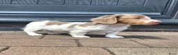 Miniature Dachshund dogs for sale: Isabella and Tan Piebald Long Hair Female - Advert 8