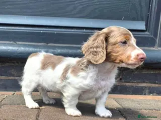 Miniature Dachshund dogs Isabella amd Tan Piebald Long Hair Female - Advert 8