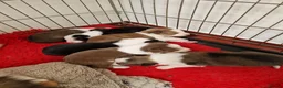 Border Collie dogs for sale: Stunning Border Collie Pups - Advert 5
