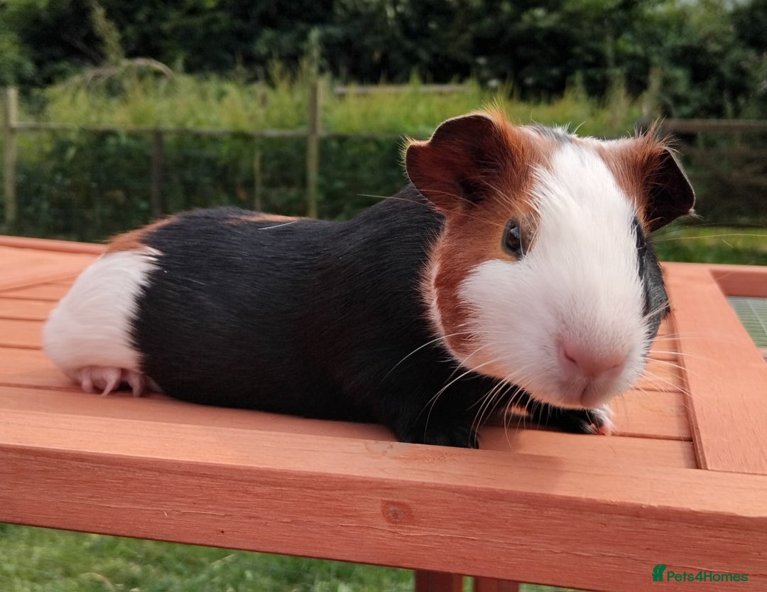 Guinea Pig rodents for sale: Chocolate Dalmation, Swiss, Tort, Baby Boars.. - Image 11