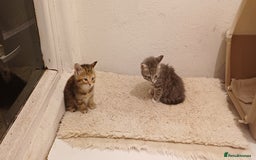 British Longhair cats for sale: Kittens  - Image 2