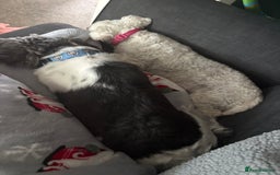 Shih Tzu dogs for sale: Teddy the shihtzu looking for good home  - Image 15