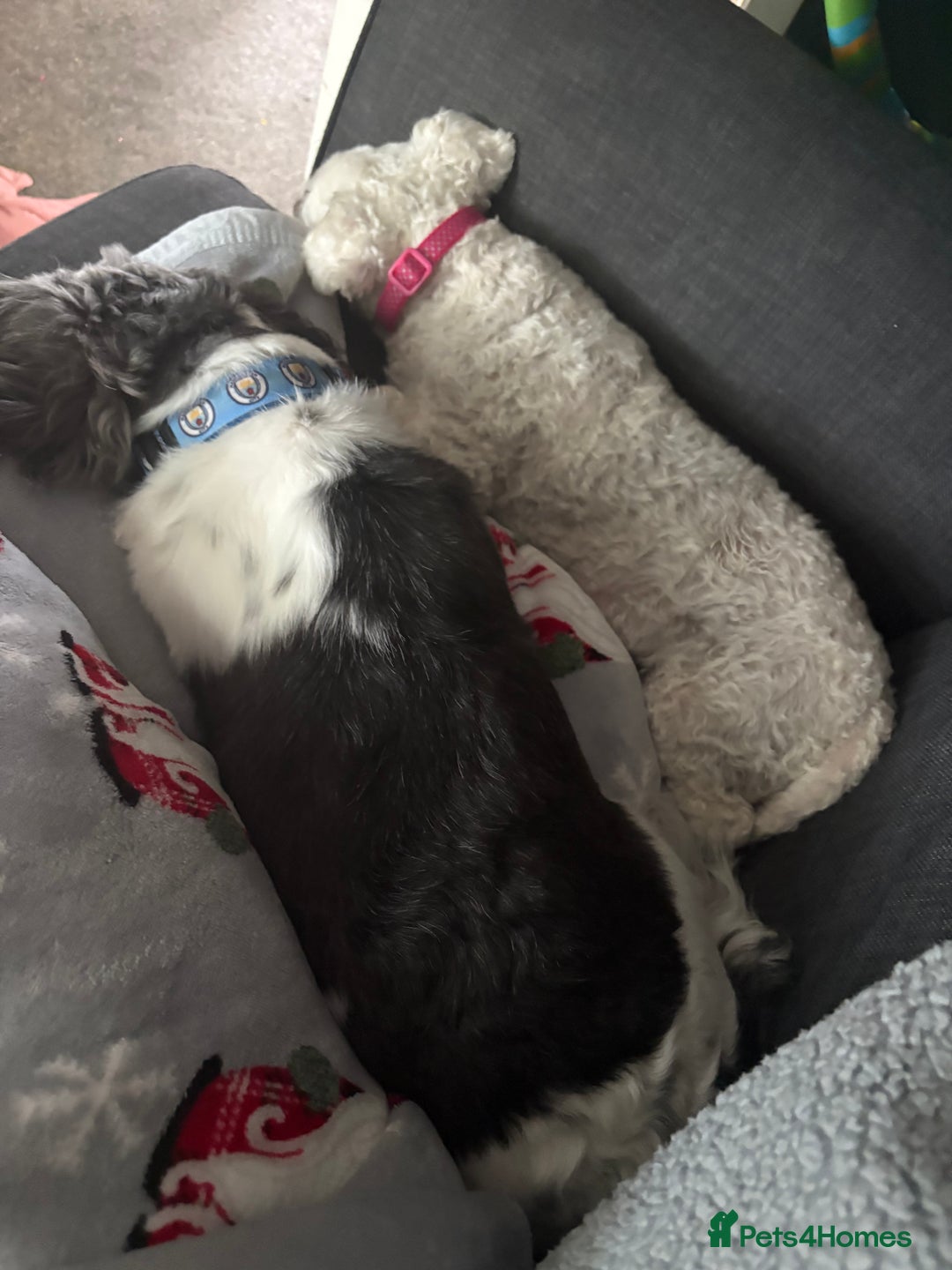 Shih Tzu dogs for sale: Teddy the shihtzu looking for good home  - Image 15