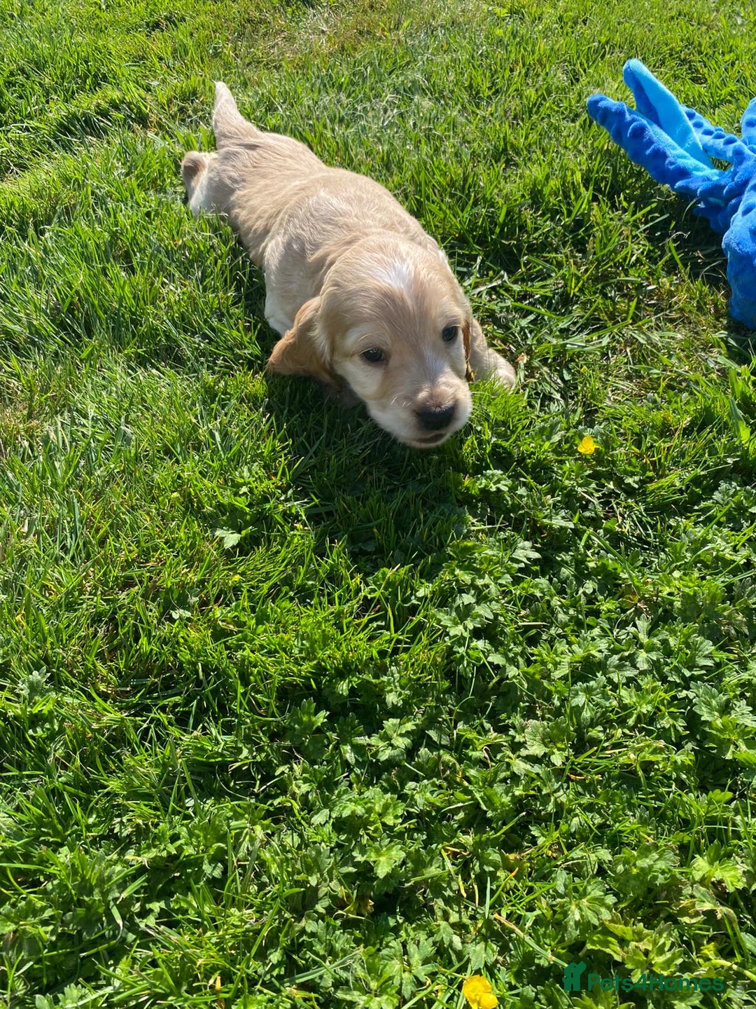 Cocker Spaniel dogs for sale: Cocker spaniel show type - Image 11