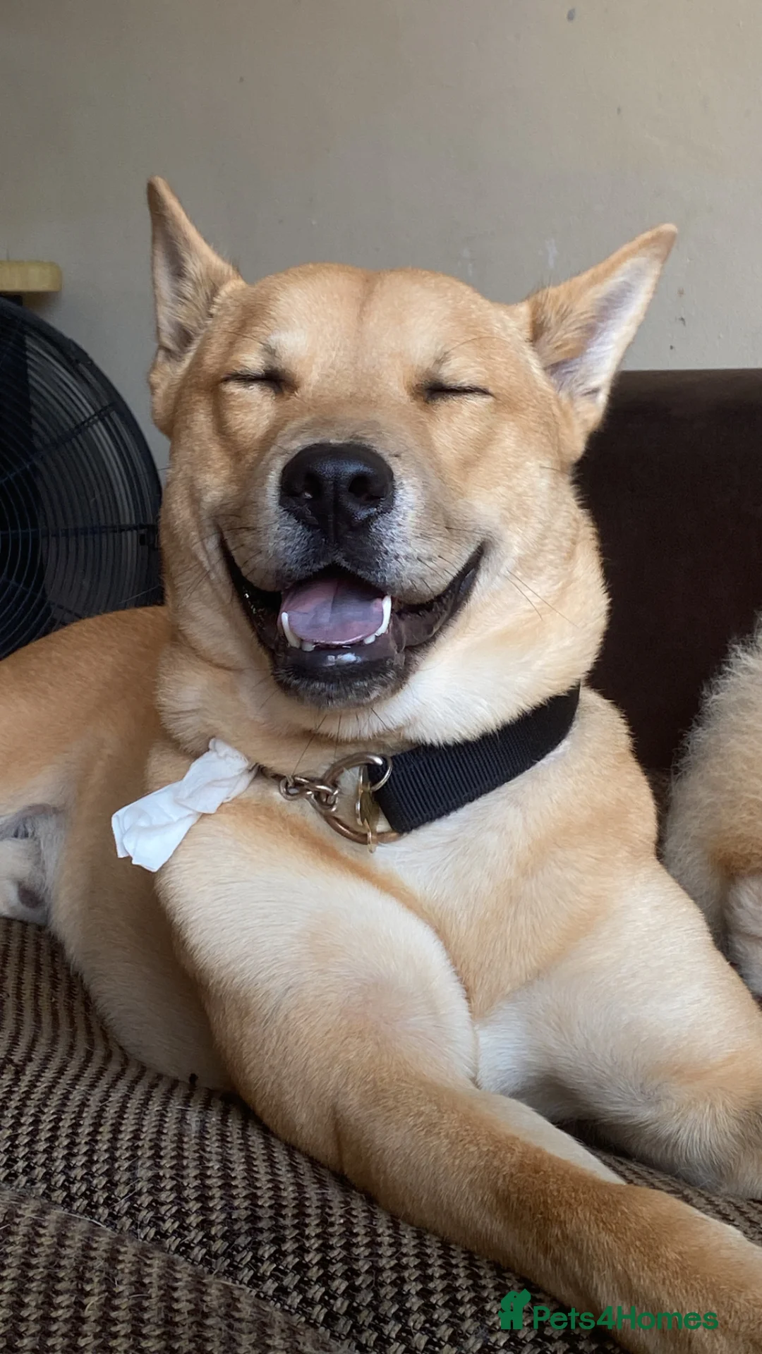 Mixed Breed dogs for sale: A special home for a special boy ❤️ - Advert 1