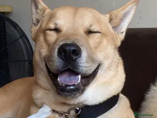 Mixed Breed dogs A special home for a special boy ❤️ - Advert 2