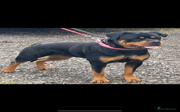 Rottweiler dogs for sale: Stunning KC Registered Rottweiler Puppies  - Image 4