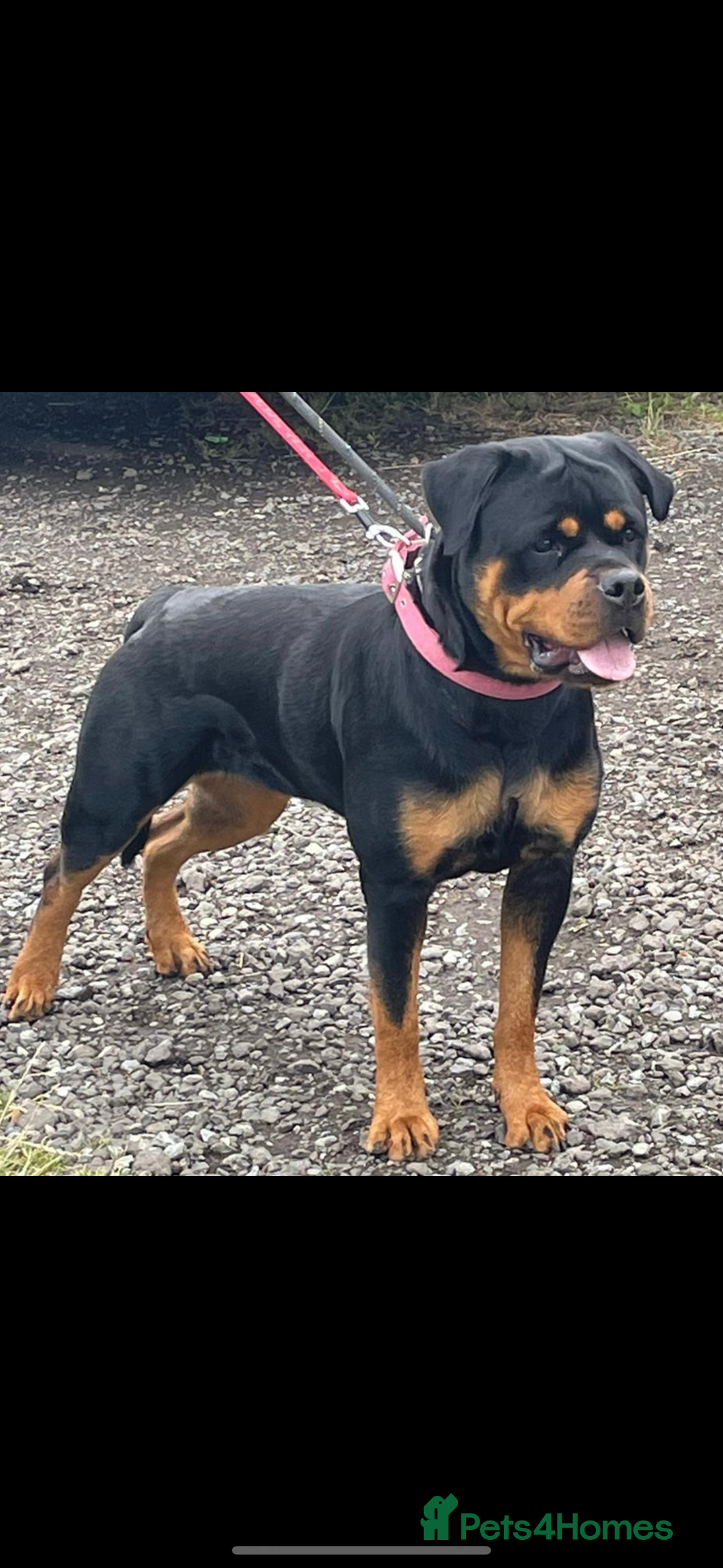 Rottweiler dogs for sale: Stunning KC Registered Rottweiler Puppies  - Image 4