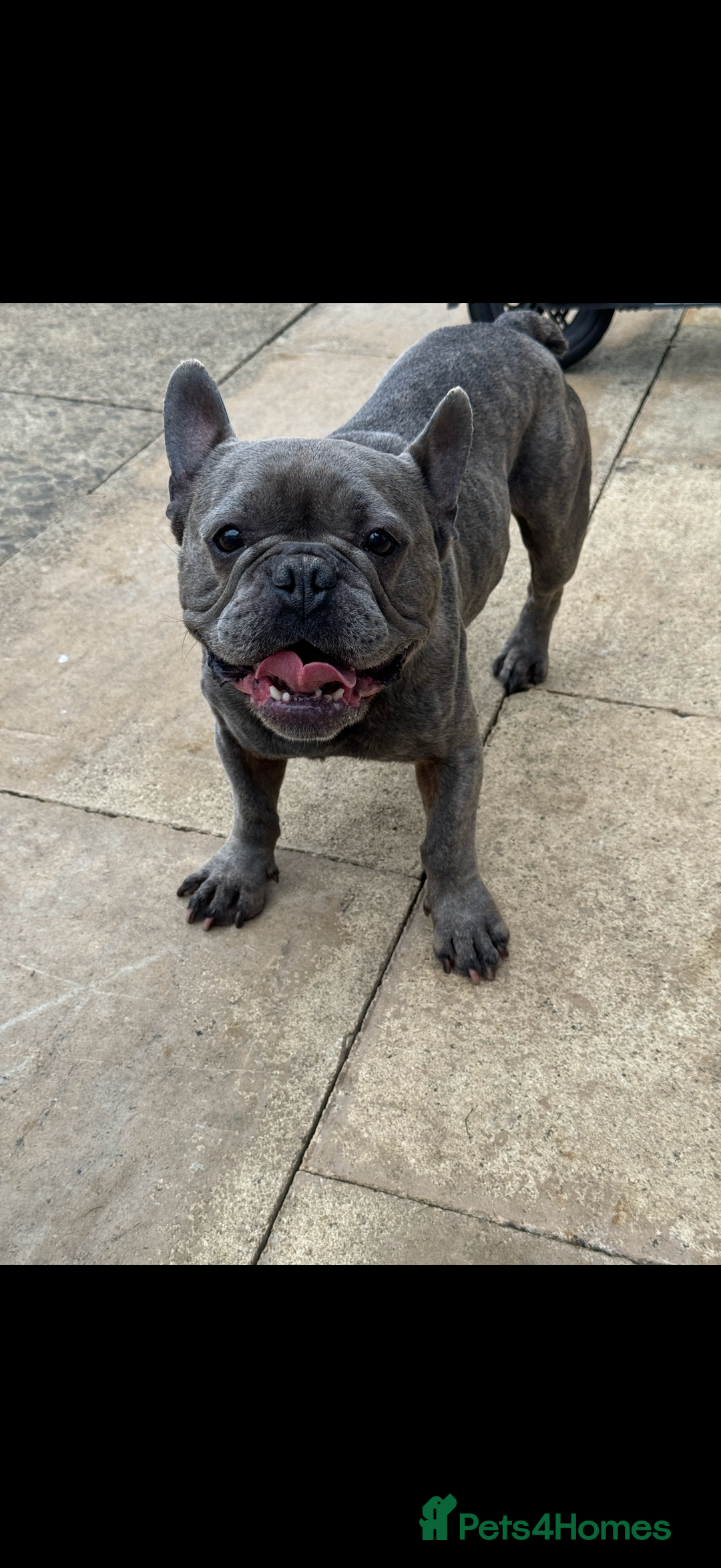 French Bulldog dogs for sale: Male French bulldog  - Advert 3