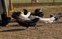Chickens poultry for sale: Hybrid Pullets - POL - Image 6