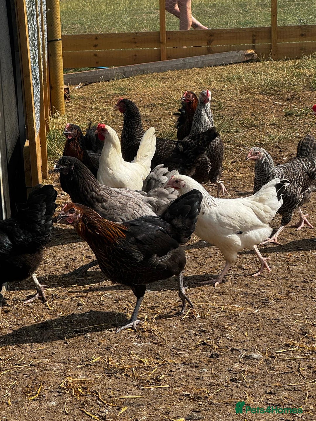 Chickens poultry for sale: Hybrid Pullets - POL - Image 6