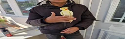 Cockatiels birds for sale: Super hand tamed cockatiel for sale  - Advert 8