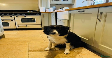 Border Collie dogs - Advert 1