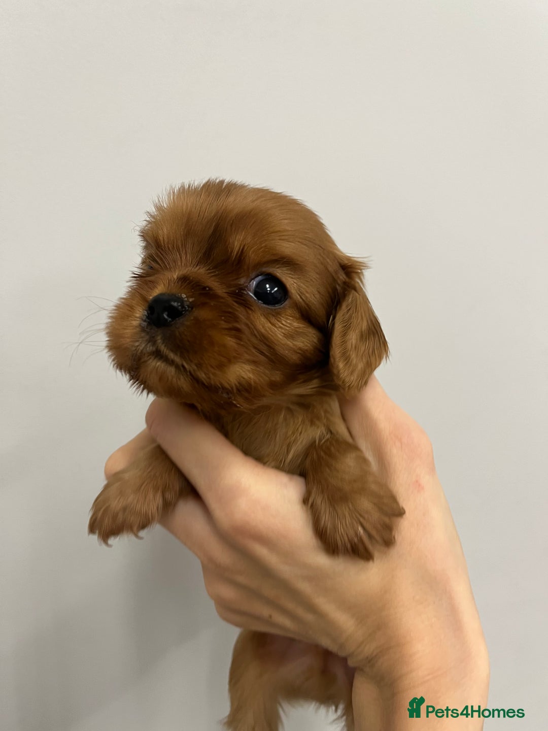 Cavalier King Charles Spaniel dogs for sale: Pure pedigree kc registered ruby cavaliers - Advert 19