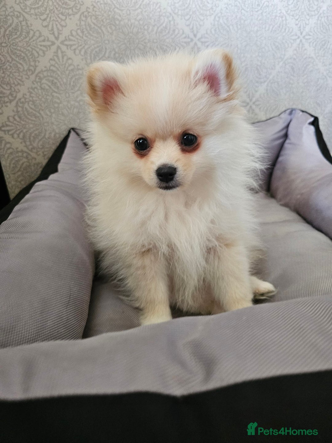 Pomeranian dogs for sale: 🐾 Beautiful Pomeranian Puppy Girl for Sale 🐾 - Advert 9