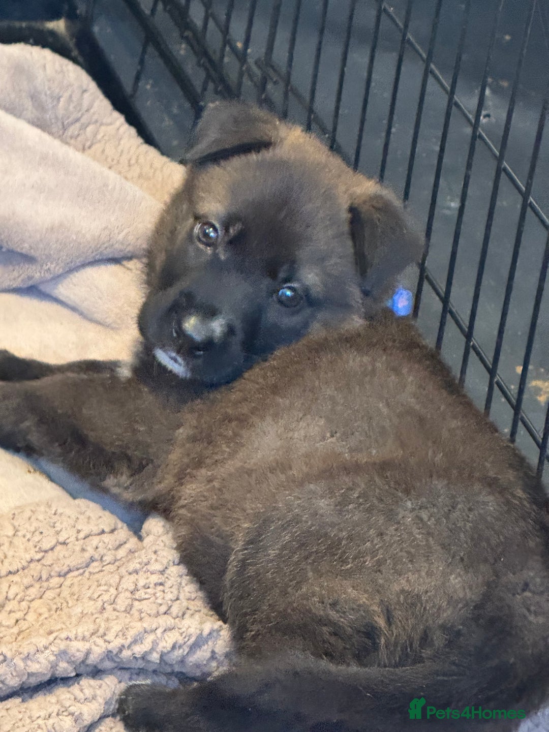 German Shepherd dogs for sale: German shepherd puppies  - Image 11