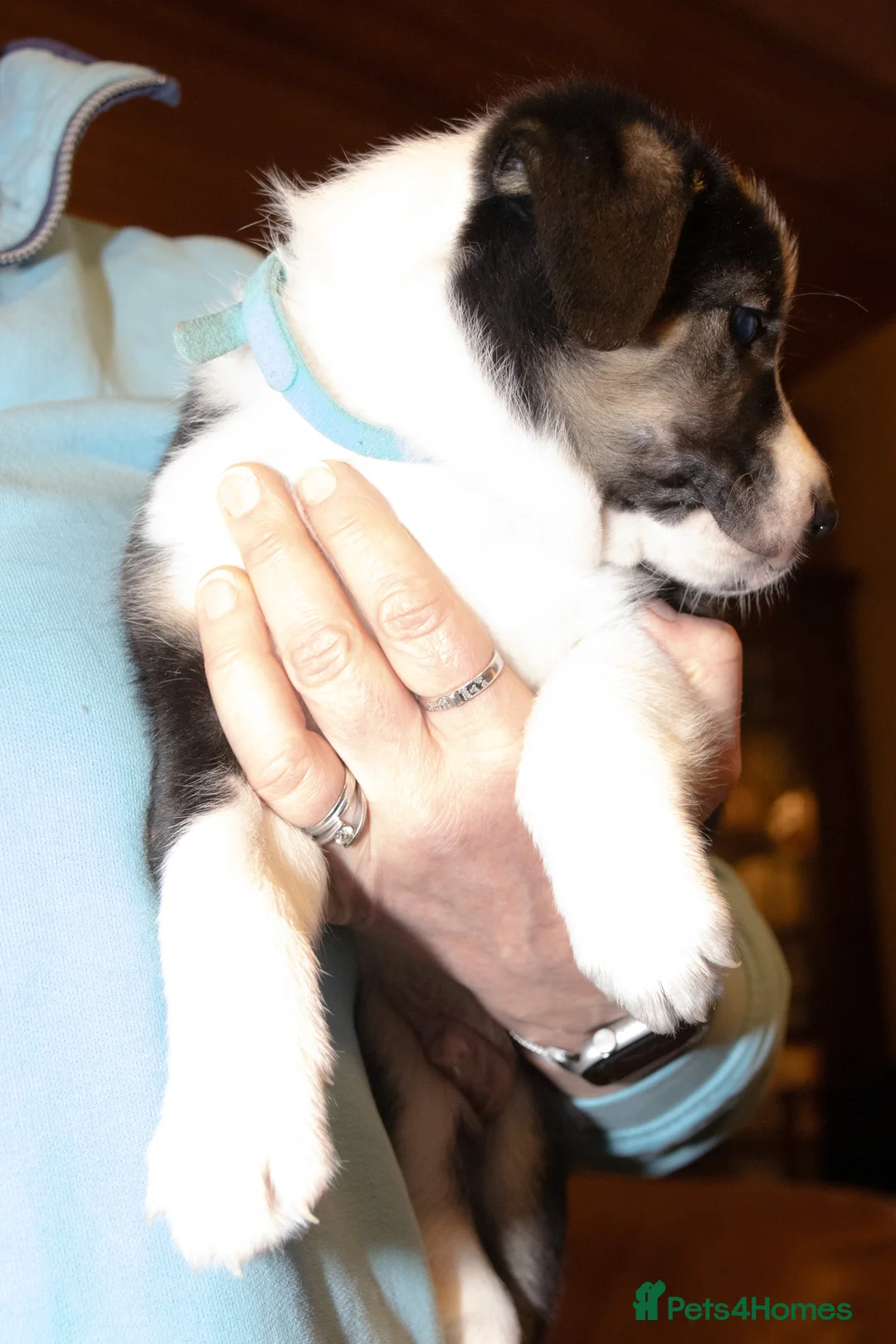 Welsh Collie dogs for sale: Beautiful Welsh Collie Sheepdog Puppies for Sale - Advert 3