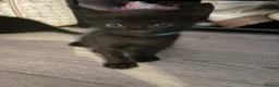 Mixed Breed cats for sale: Balinese X British short hair Black fluffy kittens - Advert 31