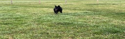 German Shepherd dogs for sale: Outstanding All Black Male  - Advert 8